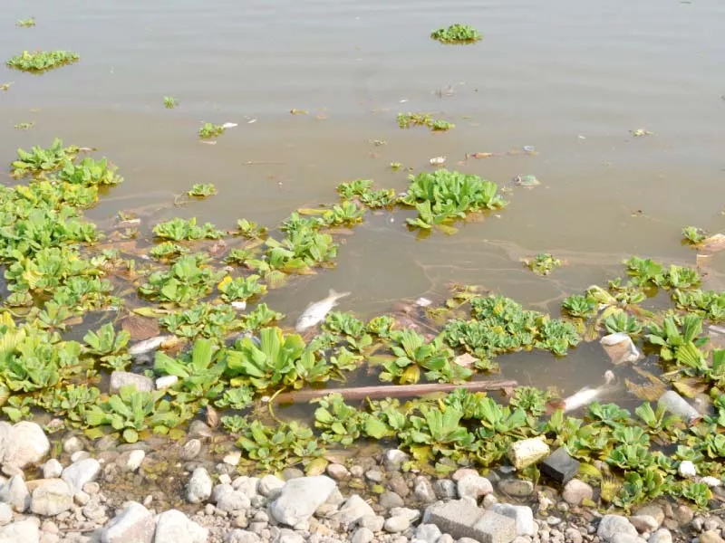 dead fish float on the banks of the rawal lake photo mudassar raja express dead fish float on the banks of the rawal lake photo mudassar raja express