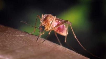 health experts urge greater efforts against malaria health experts urge greater efforts against malaria