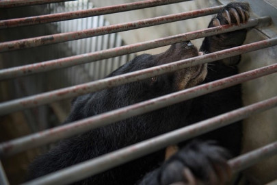 vietnam to rescue 1 000 bears in bid to end bile trade