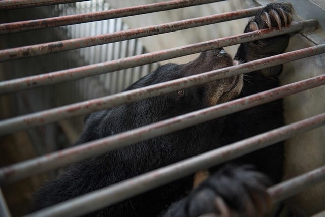 a moon bear peers through the metal bars in a holding pen at the vietnam bear rescue centre near tam dao national park in vinh phuc province some 70 kms north of hanoi on july 19 2017 photo afp a moon bear peers through the metal bars in a holding pen at the vietnam bear rescue centre near tam dao national park in vinh phuc province some 70 kms north of hanoi on july 19 2017 photo afp
