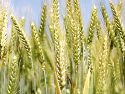 scientists develop gold 16 a heat tolerant high yield wheat variety scientists develop gold 16 a heat tolerant high yield wheat variety
