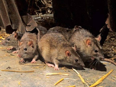 k p assembly infested with rats