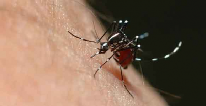 anti dengue drive peshawar health officials pay for fumigation anti dengue drive peshawar health officials pay for fumigation