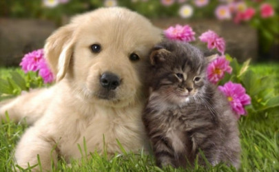 pet translator devices could let us talk to dogs within 10 years pet translator devices could let us talk to dogs within 10 years