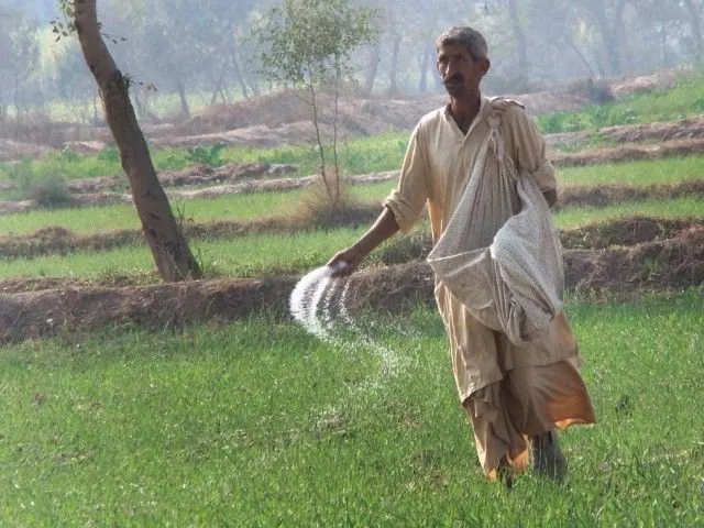 fertiliser prices in pakistan are generally set at subsidised rates by the government in accordance with similar policies of regional countries photo express fertiliser prices in pakistan are generally set at subsidised rates by the government in accordance with similar policies of regional countries photo express