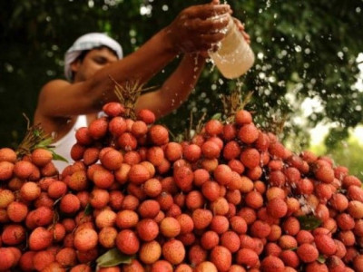 insecticide responsible for deaths of 13 children in bangladesh study
