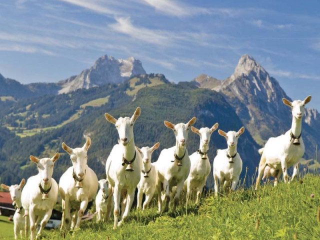 saanen goats photo file