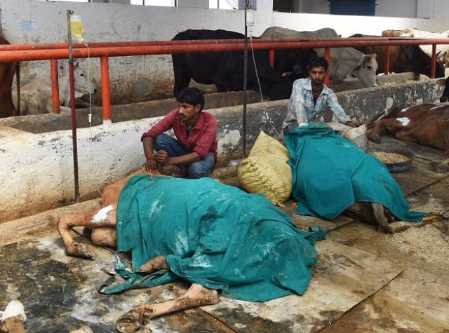 employees give medical care to sick cows at an animal hospital at the 039 sri krishna gaushala 039 cow shelter in bawana a suburb of the indian capital new delhi photo afp employees give medical care to sick cows at an animal hospital at the 039 sri krishna gaushala 039 cow shelter in bawana a suburb of the indian capital new delhi photo afp