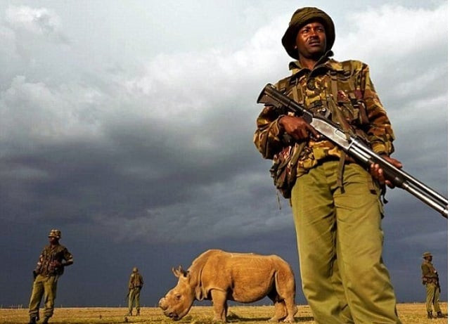 roughly a quarter of the world rhino population has been killed in south africa home to 80 percent of those remaining in the last eight years photo caters news agency