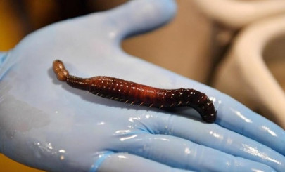 the story of how a worm turned into a bringer of medical miracles