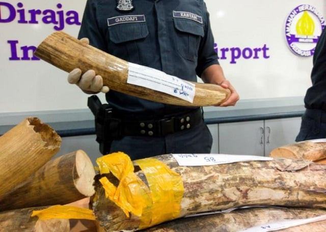 malaysia customs officers display ivory tusks seized over the weekend during a news conference at the airport in sepang malaysia august 2 2017 photo reuters malaysia customs officers display ivory tusks seized over the weekend during a news conference at the airport in sepang malaysia august 2 2017 photo reuters