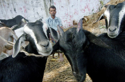 bangladesh arrests journalist over facebook post on dead goat bangladesh arrests journalist over facebook post on dead goat