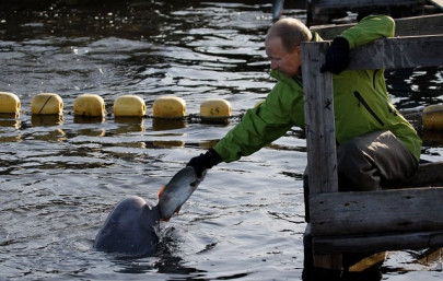 activists sound alarm over russia s whale trade