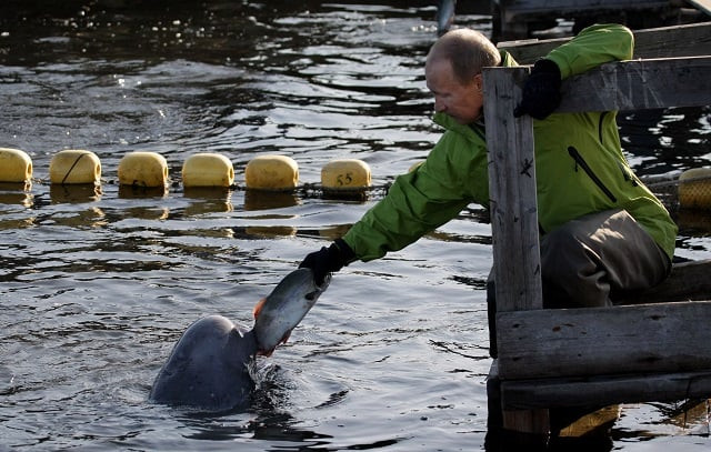 this file photo taken on july 31 2009 shows then russia 039 s prime minister vladimir putin feeding a beluga whale named dasha during his visit to chkalov island some 700 kms northeast of the city of khabarovsk grim footage aired in a recent russian documentary shines a spotlight on a murky and poorly regulated trade in marine mammals that has made the country the biggest supplier of some species to aquariums across the globe photo afp this file photo taken on july 31 2009 shows then russia 039 s prime minister vladimir putin feeding a beluga whale named dasha during his visit to chkalov island some 700 kms northeast of the city of khabarovsk grim footage aired in a recent russian documentary shines a spotlight on a murky and poorly regulated trade in marine mammals that has made the country the biggest supplier of some species to aquariums across the globe photo afp