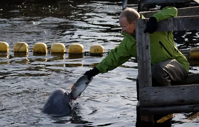 this file photo taken on july 31 2009 shows then russia 039 s prime minister vladimir putin feeding a beluga whale named dasha during his visit to chkalov island some 700 kms northeast of the city of khabarovsk grim footage aired in a recent russian documentary shines a spotlight on a murky and poorly regulated trade in marine mammals that has made the country the biggest supplier of some species to aquariums across the globe photo afp this file photo taken on july 31 2009 shows then russia 039 s prime minister vladimir putin feeding a beluga whale named dasha during his visit to chkalov island some 700 kms northeast of the city of khabarovsk grim footage aired in a recent russian documentary shines a spotlight on a murky and poorly regulated trade in marine mammals that has made the country the biggest supplier of some species to aquariums across the globe photo afp