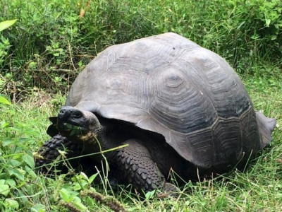 surprisingly fleet footed giant tortoise escapes japan zoo again
