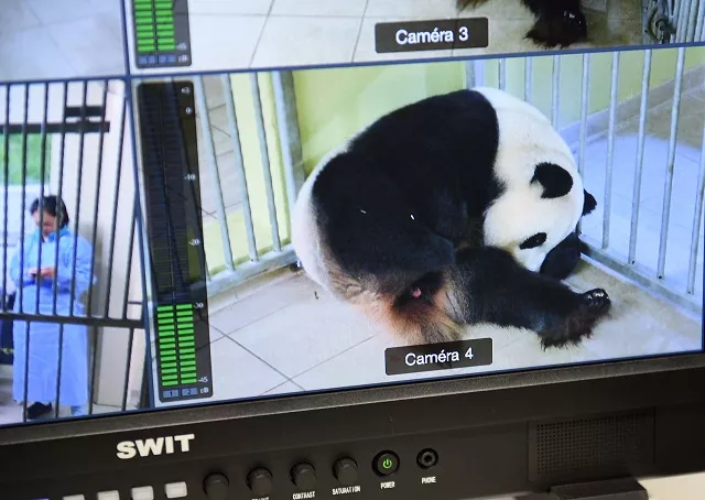 a photo shows pregnant female panda huan huan on a screen at beauval zoo in saint aignan sur cher central france on august 4 2017 french zoo officials were doubly delighted on august 1 on learning that their pregnant panda is expecting not one but two cubs at the weekend a final scan has revealed that huan huan who is on loan to beauval zoo in central france from china with her male partner yuan zi is expecting twins on august 4 or 5 photo afp a photo shows pregnant female panda huan huan on a screen at beauval zoo in saint aignan sur cher central france on august 4 2017 french zoo officials were doubly delighted on august 1 on learning that their pregnant panda is expecting not one but two cubs at the weekend a final scan has revealed that huan huan who is on loan to beauval zoo in central france from china with her male partner yuan zi is expecting twins on august 4 or 5 photo afp