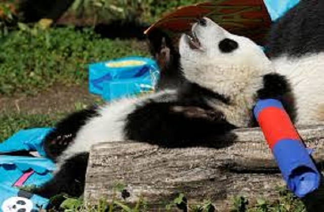 the young bears have drawn crowds at the zoo which is set in the gardens of schoenbrunn palace a former imperial summer residence photo reuters