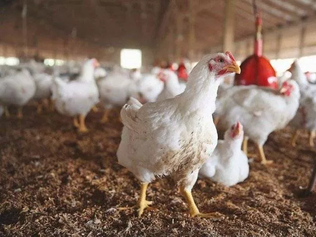 poultry alone can be a major source of foreign exchange photo online poultry alone can be a major source of foreign exchange photo online