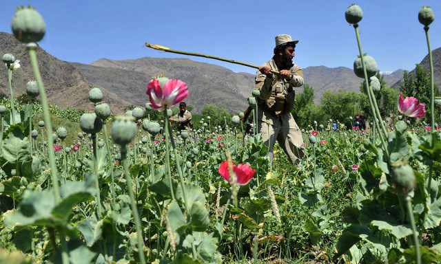 an afghan security force member destroys an illegal poppy crop in the noor gal district of eastern kunar province photo afp an afghan security force member destroys an illegal poppy crop in the noor gal district of eastern kunar province photo afp