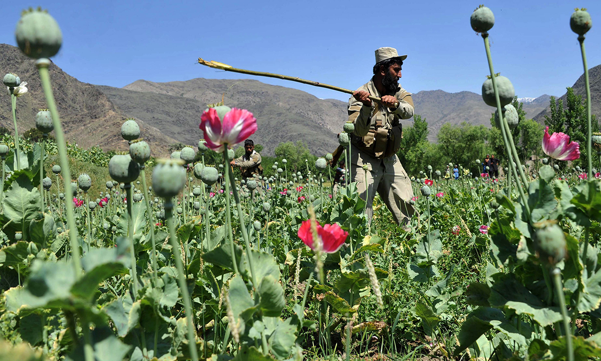 an afghan security force member destroys an illegal poppy crop in the noor gal district of eastern kunar province photo afp
