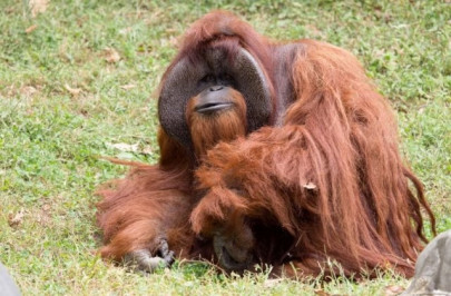 sign language orangutan dead at 39