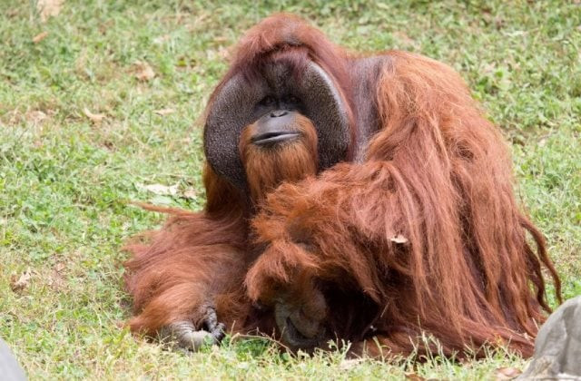 zoo atlanta photo shows chantek the orangutan after the passing of the male orangutan who was among the first apes to learn sign language in this photo released on social media in atlanta georgia u s august 7 2017 photo reuters zoo atlanta photo shows chantek the orangutan after the passing of the male orangutan who was among the first apes to learn sign language in this photo released on social media in atlanta georgia u s august 7 2017 photo reuters