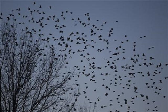 a flock of blackbirds search for trees to perch on in the town on hopkinsville kentucky february 16 2013 reuters harrison mcclary a flock of blackbirds search for trees to perch on in the town on hopkinsville kentucky february 16 2013 reuters harrison mcclary