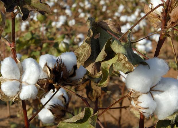 cotton crop photo reuters