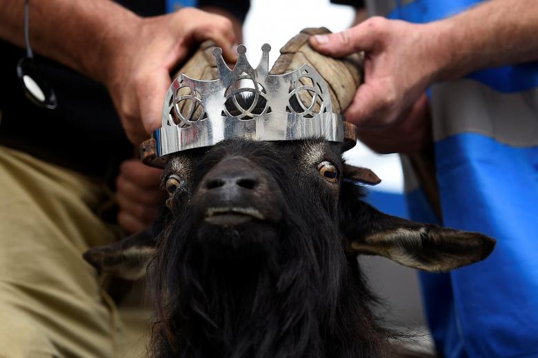 a crown is affixed to a wild goat as it is crowned king puck and will be held on a platform above the town for three days in killorglin ireland reuters clodagh kilcoyne