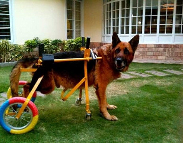 niazi was inspired to design such wheelchairs by her own need for her pet german shepherd the late duke whose rear limbs were paralysed because of old age photo courtesy rubaba niazi niazi was inspired to design such wheelchairs by her own need for her pet german shepherd the late duke whose rear limbs were paralysed because of old age photo courtesy rubaba niazi