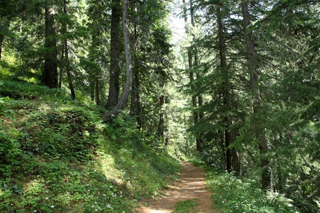 ayubia national park photo wwfpak ayubia national park photo wwfpak