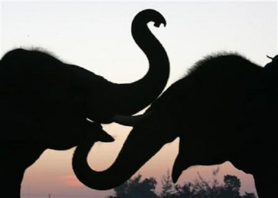 tourists rescued by elephants from flooded nepal safari park tourists rescued by elephants from flooded nepal safari park