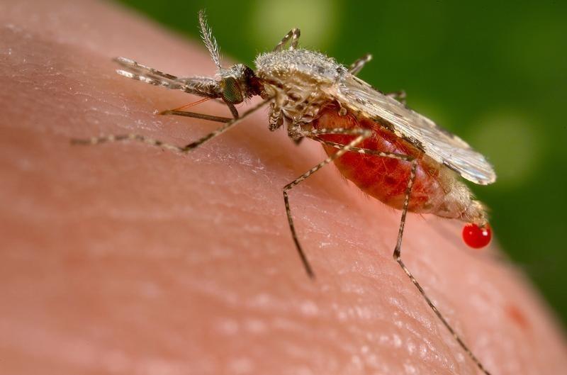an anopheles stephensi mosquito obtains a blood meal from a human host through its pointed proboscis photo reuters