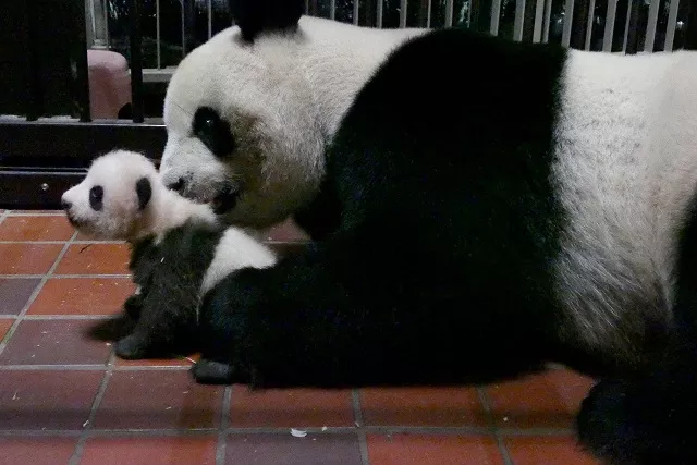 this handout picture taken on august 11 2017 and released from the tokyo zoological park society on august 14 2017 shows ueno zoo 039 s two month old female baby giant panda l and her mother shin shin in tokyo photo afp this handout picture taken on august 11 2017 and released from the tokyo zoological park society on august 14 2017 shows ueno zoo 039 s two month old female baby giant panda l and her mother shin shin in tokyo photo afp