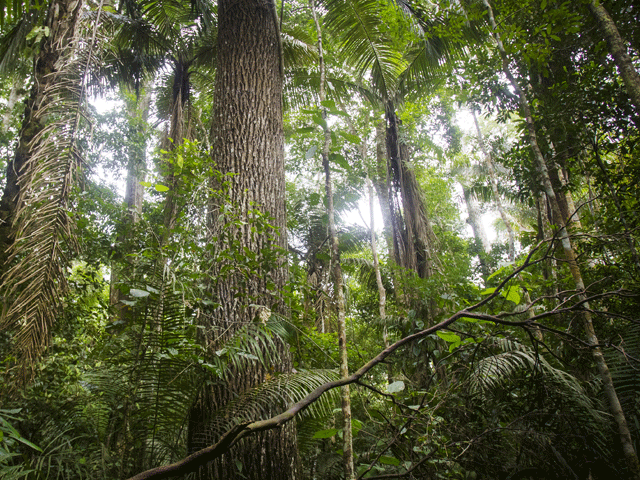 govt restores and plants trees on 0 35m hectares of deforested land photo reuters