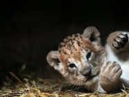 a file photo of a lion cub photo afp