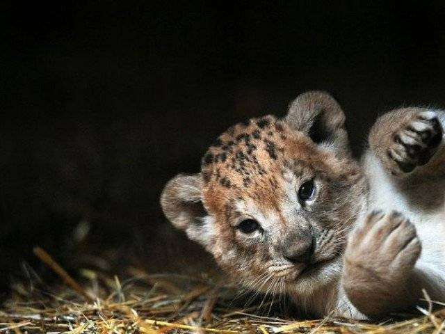 lion cub found in car lion cub found in car
