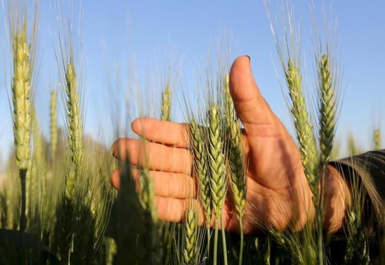 a farmer tends to a wheat farm photo reuters