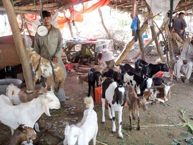 a vendor weighs a goat ahead of eidul azha while a woman prefers to take a selfie with a lamb photo online a vendor weighs a goat ahead of eidul azha while a woman prefers to take a selfie with a lamb photo online