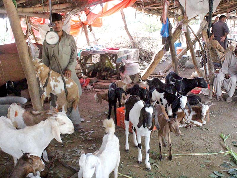 a vendor weighs a goat ahead of eidul azha while a woman prefers to take a selfie with a lamb photo online