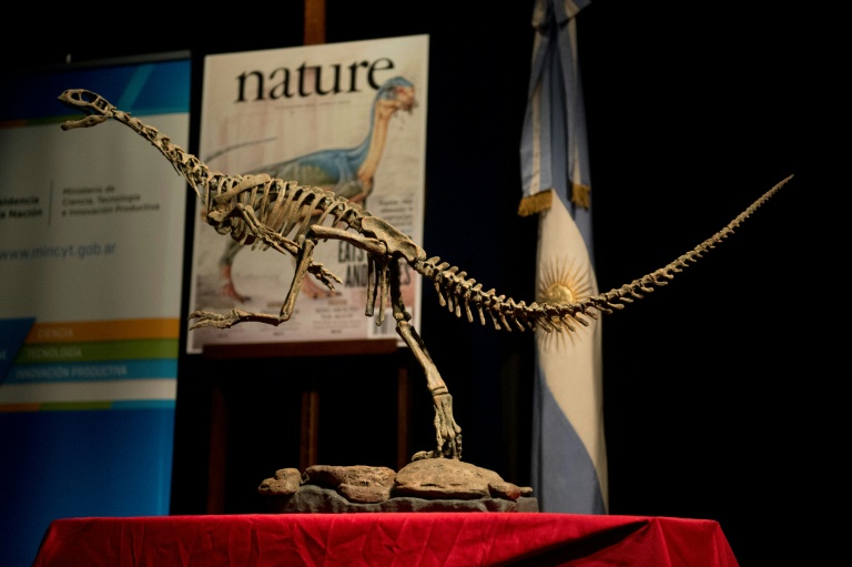 a replica of a chilesaurus diegosuarezi skeleton a vegetarian dinosaur exhibited at the bernardino rivadavia natural sciences museum in buenos aires argentina photo afp
