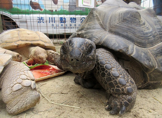 this handout taken and released on august 16 2017 by the shibukawa animal park shows abuh the female giant tortoise r after she returned to the animal park in okayama prefecture abuh the giant tortoise that made a break from a japanese zoo has been found safe and sound two weeks after it escaped   just 140 metres from the park photo afp