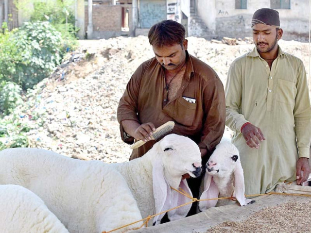 a vendor combs the wool of his sheep photo app a vendor combs the wool of his sheep photo app