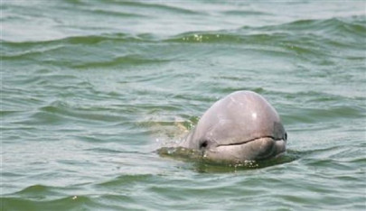 baby dolphin dies from stress as tourists take selfies with it baby dolphin dies from stress as tourists take selfies with it