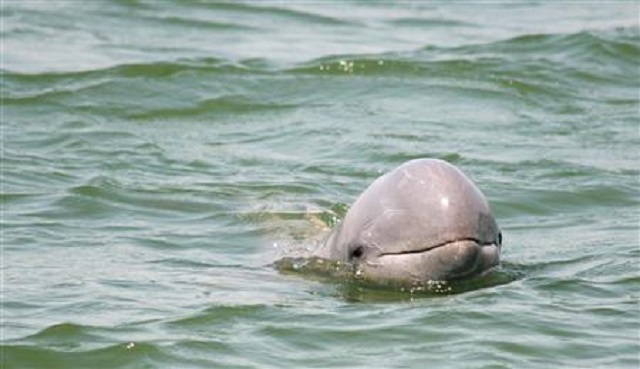 baby dolphin dies from stress as tourists take selfies with it
