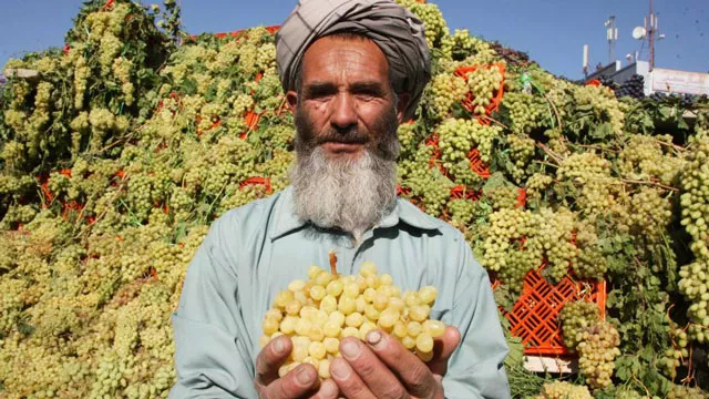 horticultural producers have long grappled with challenges of transport in mountainous nation photo courtesy wadsam com horticultural producers have long grappled with challenges of transport in mountainous nation photo courtesy wadsam com