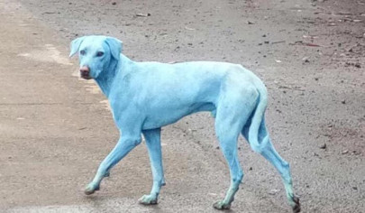 why are dogs turning blue in india why are dogs turning blue in india