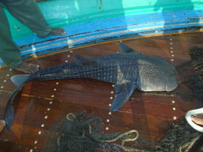 quick thinking fishermen rescue baby whale shark