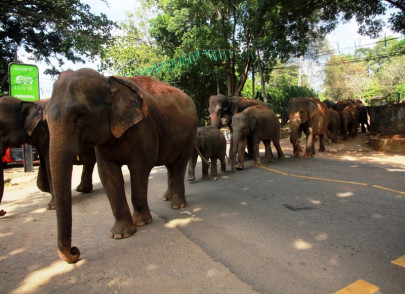 in the land of ebony a sanctuary for ivory
